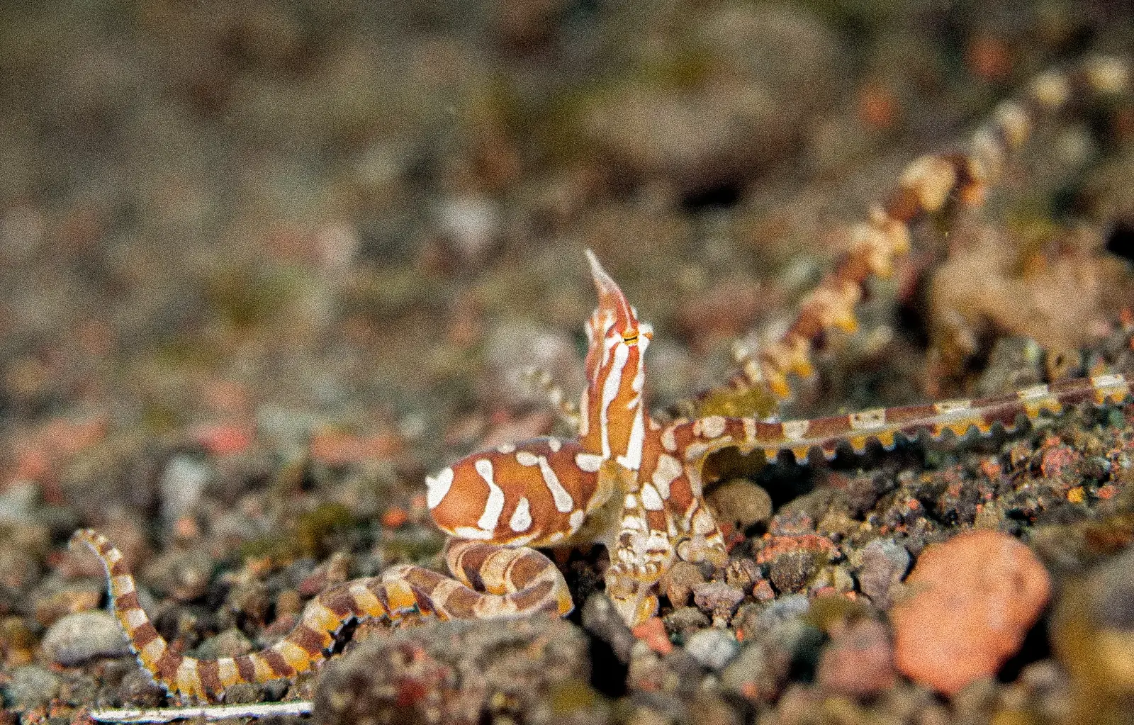 A wunderpus octopus on dark volcanic sand.