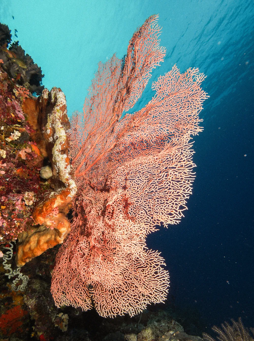 A large sea fan on a reef wall.