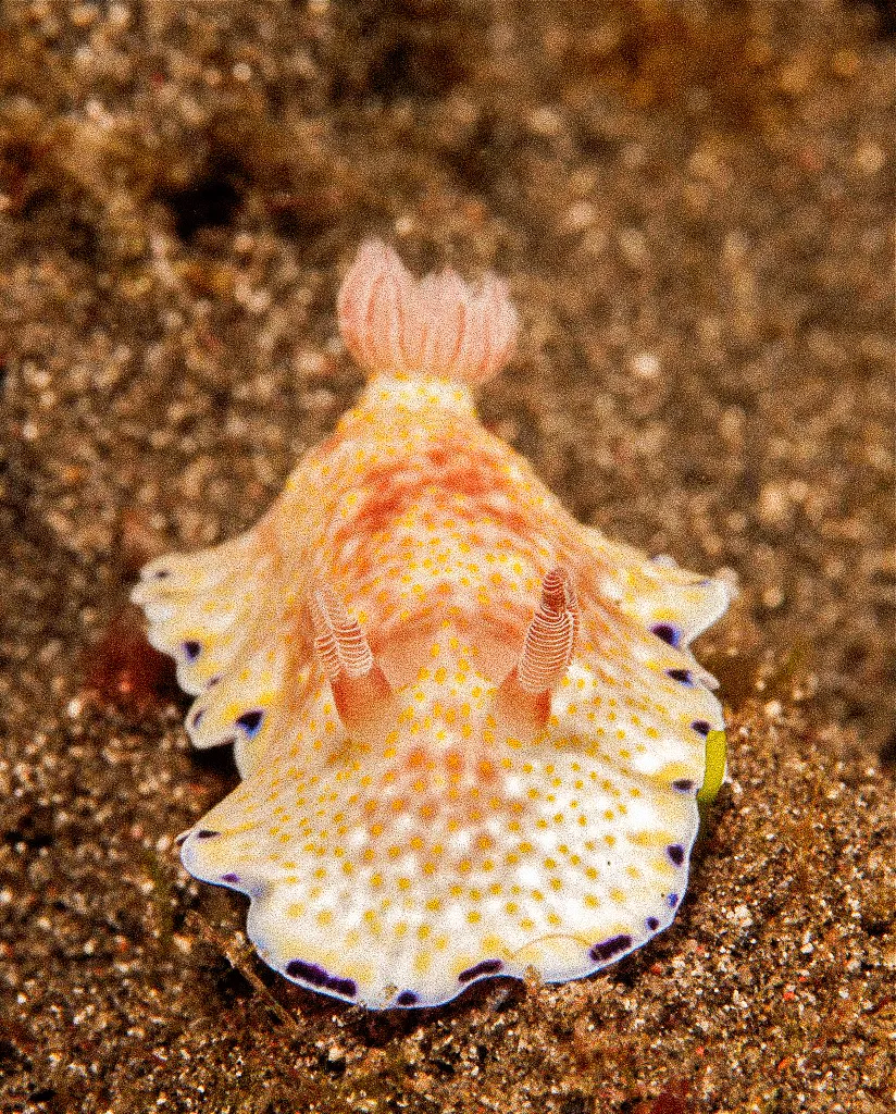 A nudibranch crawling over black sand.