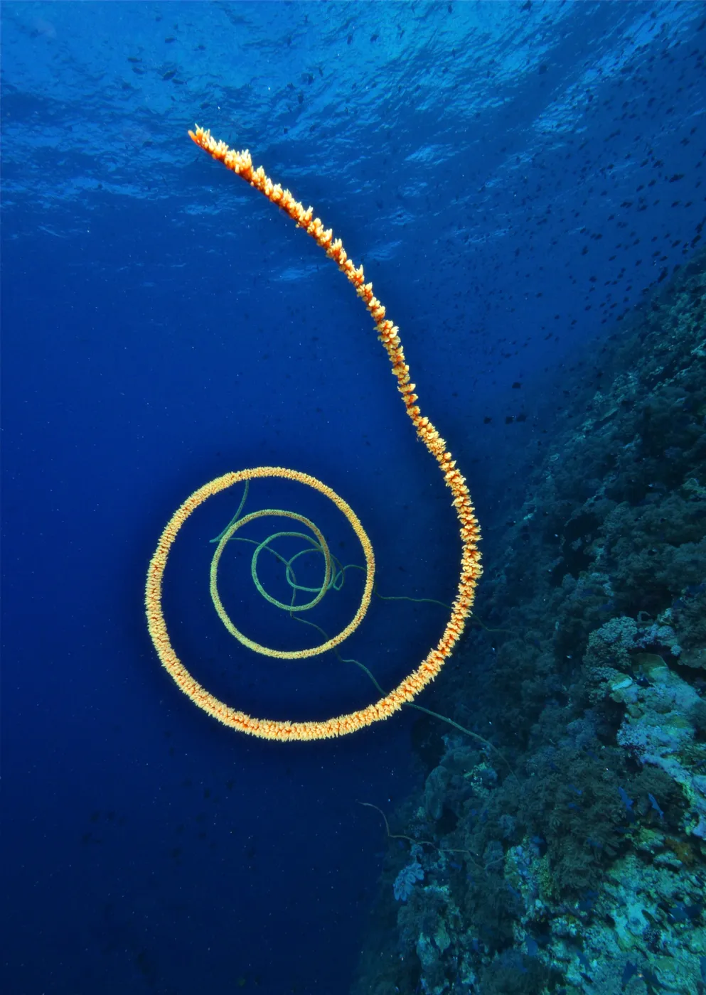 A wire coral spiralling in blue water.