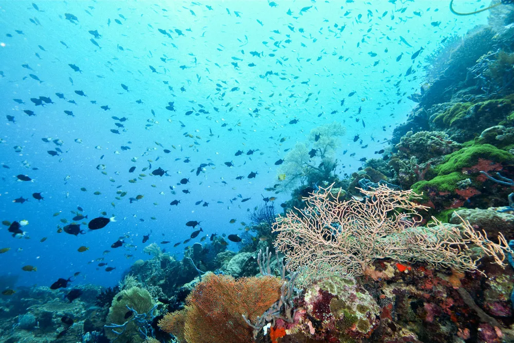 Fish over a reef with sea fans.