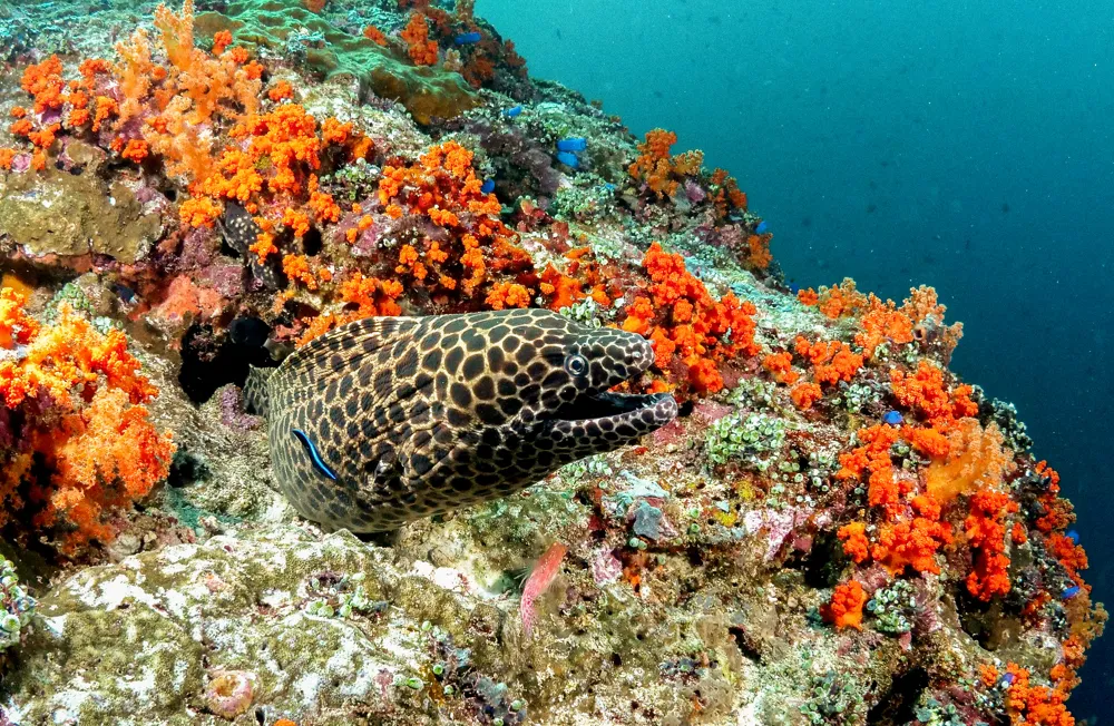 A reef wall with orange coral.