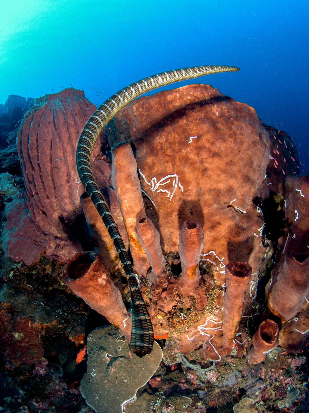 A sea snake over a fan coral.
