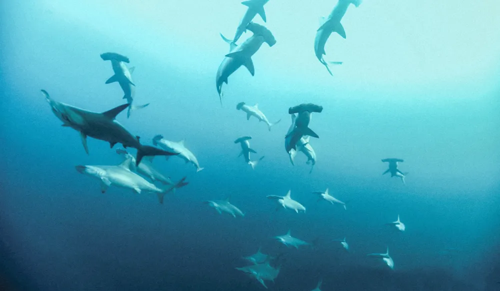 Scalloped hammerheads in blue water.