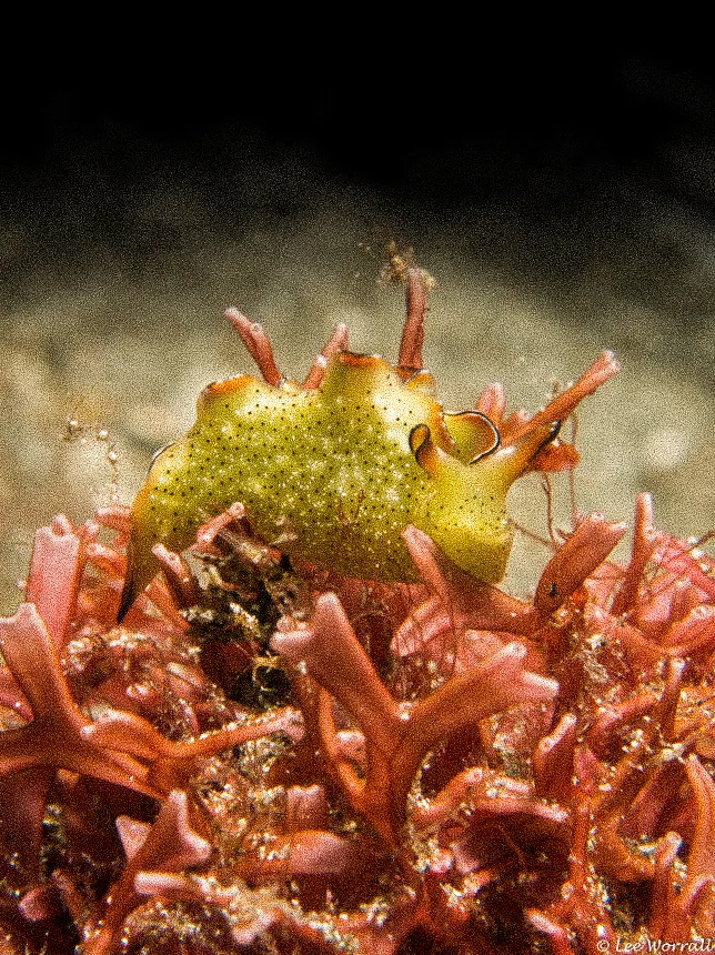 A yellow-green nudibranch on red algae.