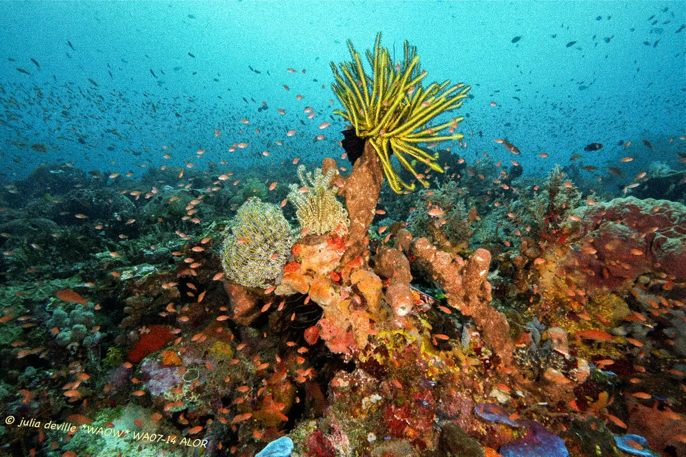 A crinoid on a colourful reef.