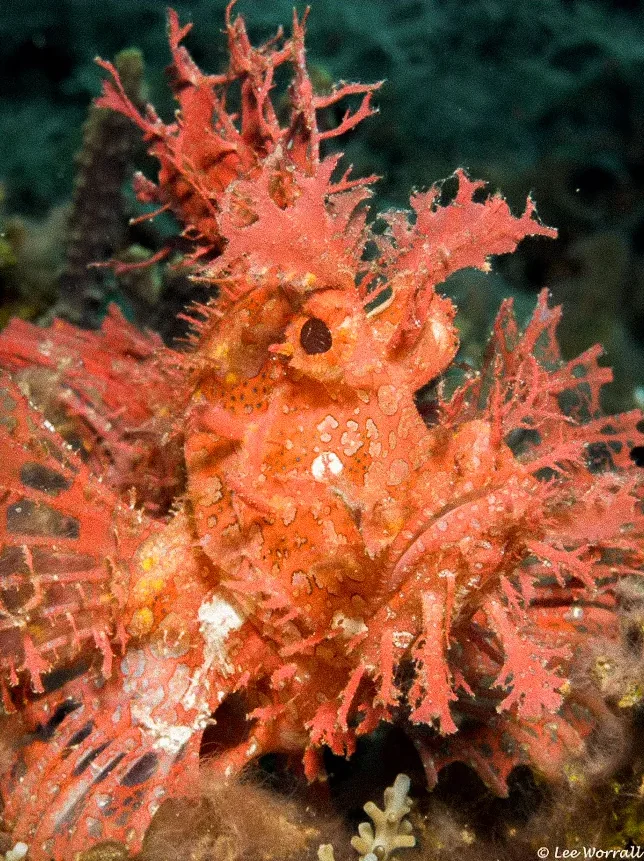 A weedy scorpionfish, close up.