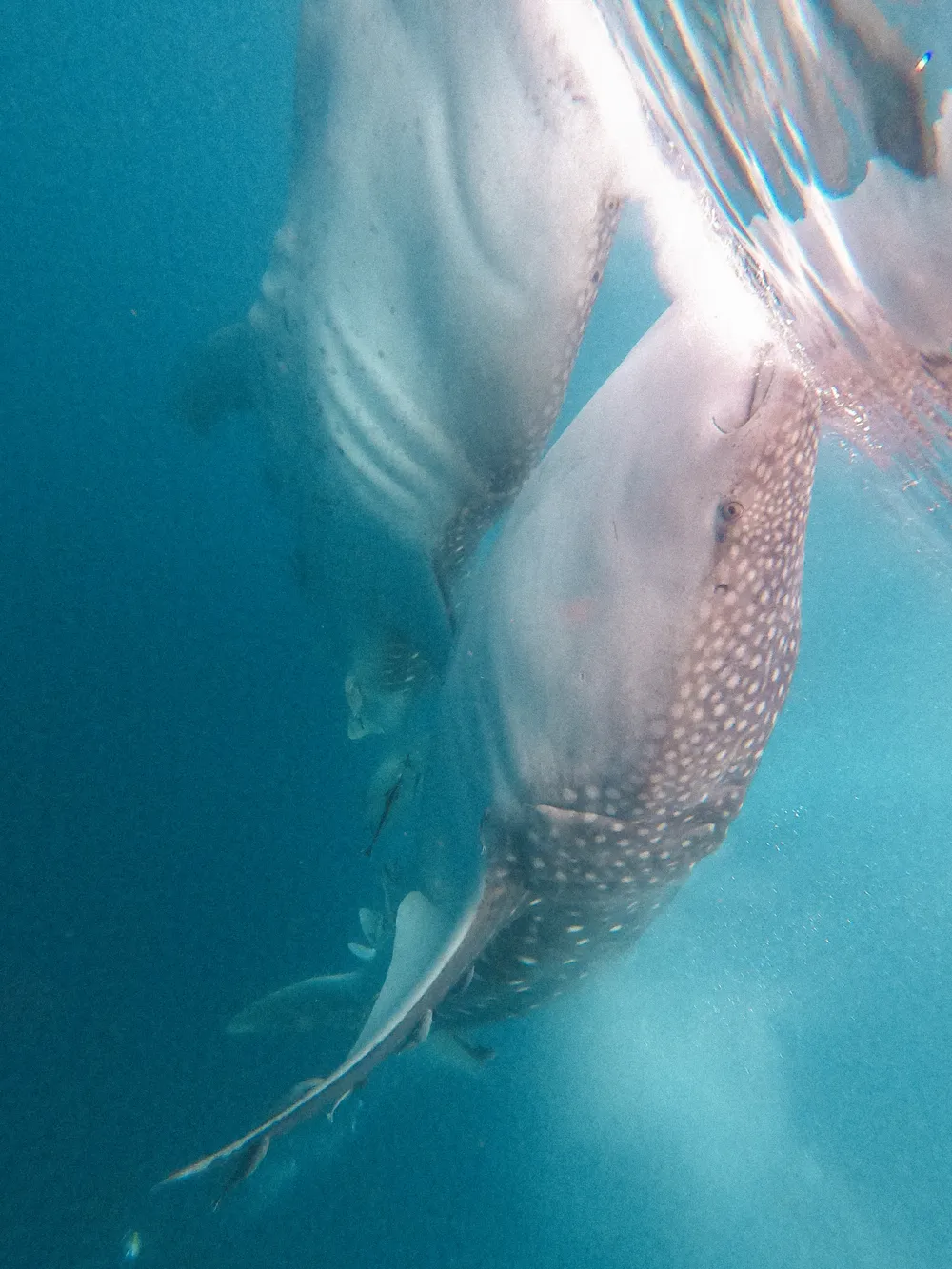 Whale sharks feeding under a fishing platform.