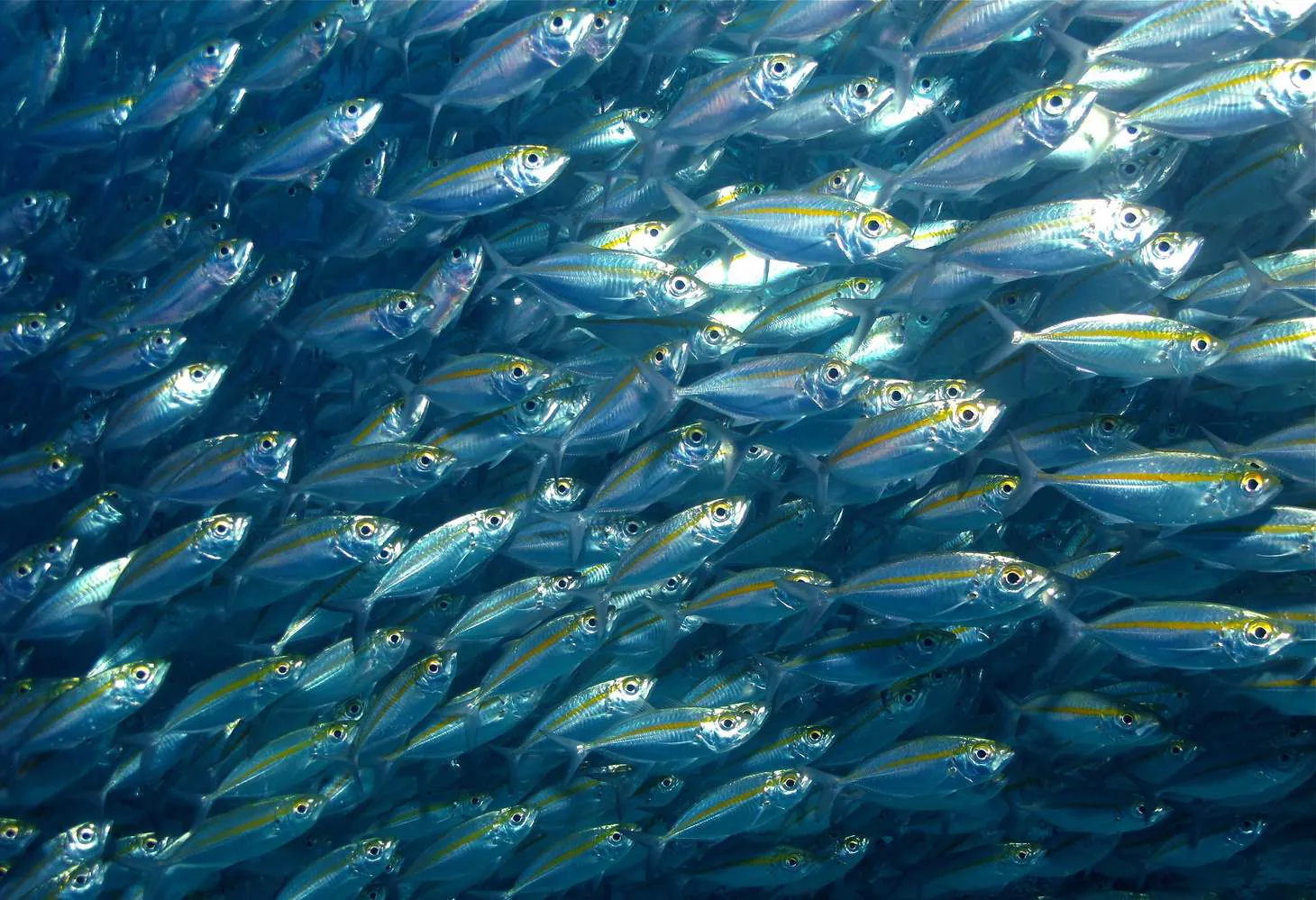 A dense school of silver fish underwater
