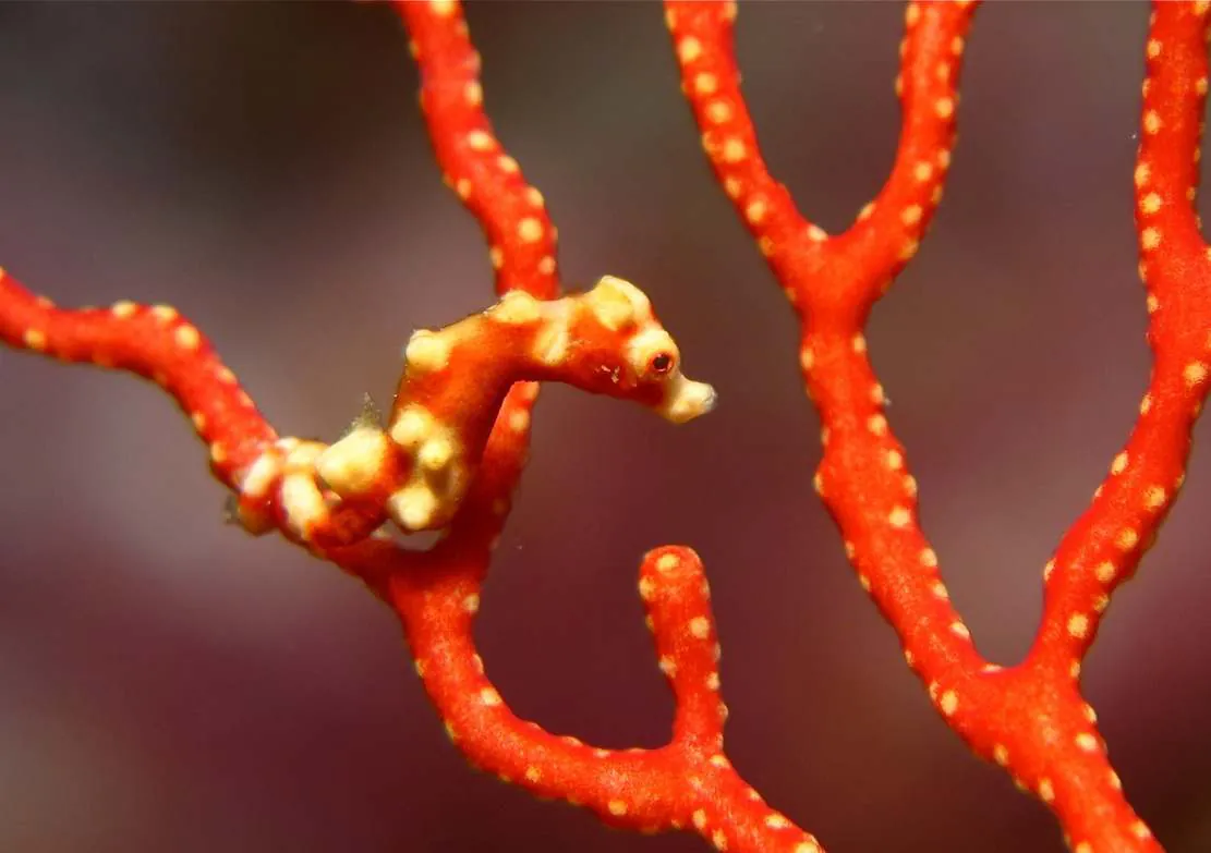 A pygmy seahorse on a red sea fan