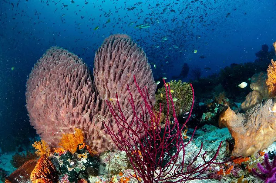 Barrel sponges and a red sea fan on a reef full of fish
