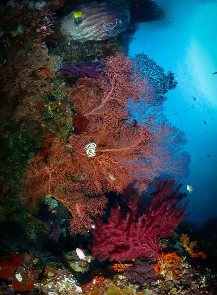 Red and pink sea fans on a reef wall in blue water