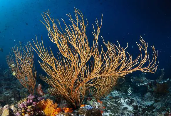A large golden sea fan rising from the reef