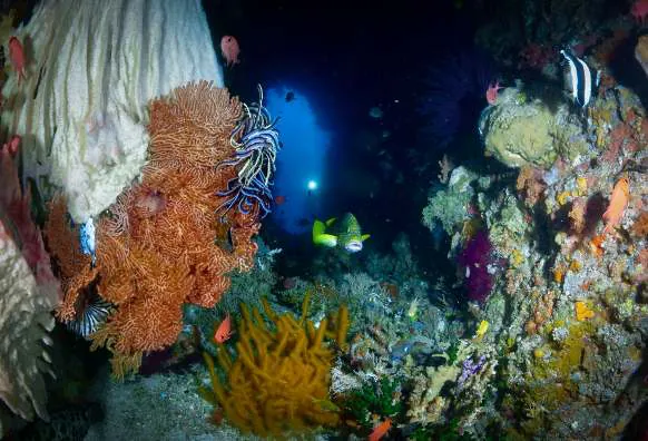 Soft corals and a lionfish in a reef overhang