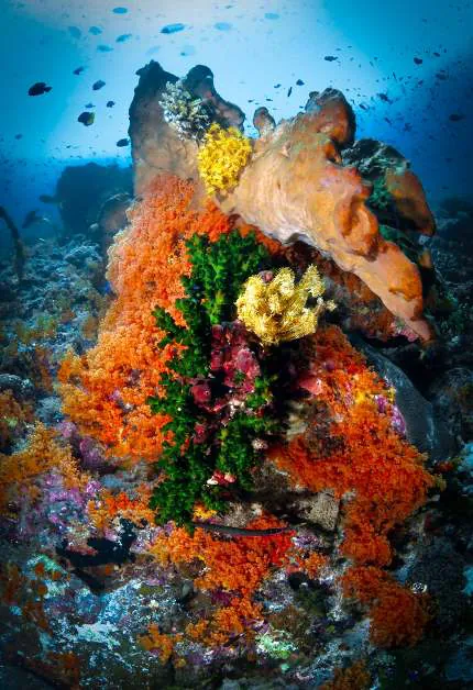 A coral bommie covered in orange soft corals and sponges