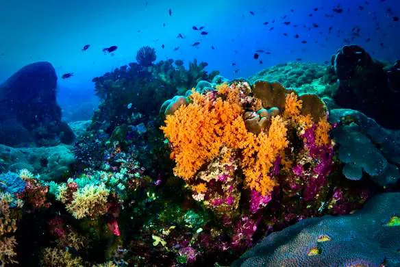Orange and pink soft corals on a reef with fish above