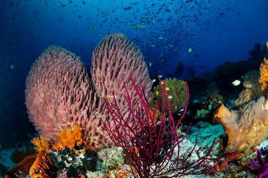 Pink sea fans and soft corals on a reef