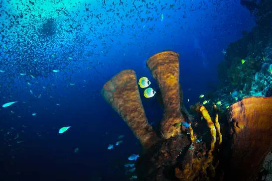 Tube sponges and butterflyfish on a reef in blue water