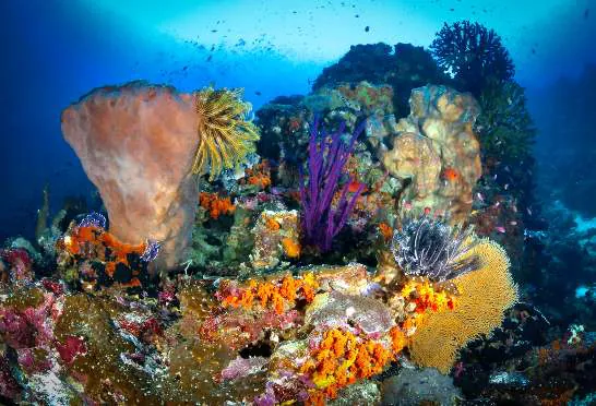 A large barrel sponge surrounded by colourful corals
