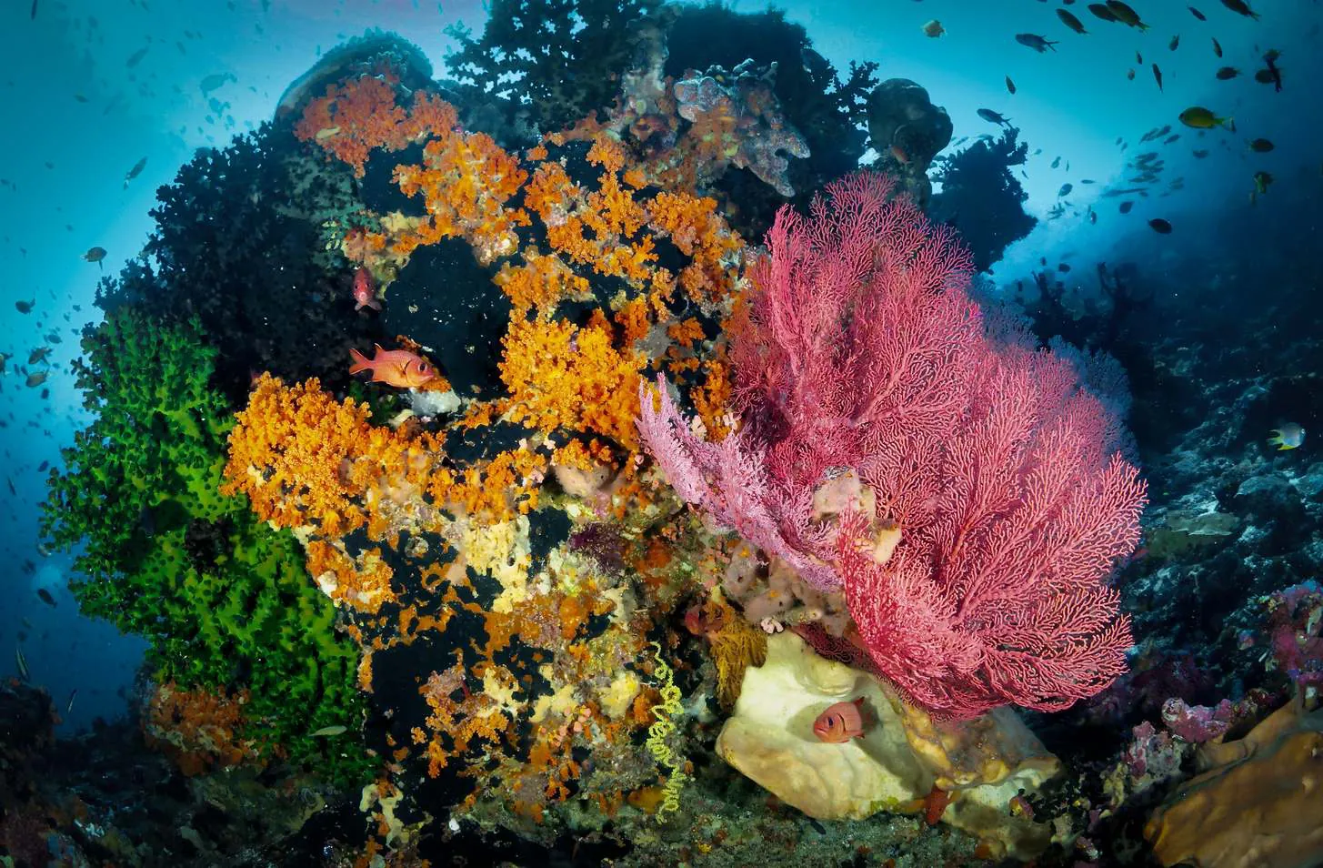 A colourful reef with orange soft corals, a pink sea fan and schooling fish