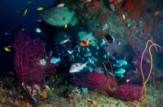 Reef fish swimming among sea fans and soft corals