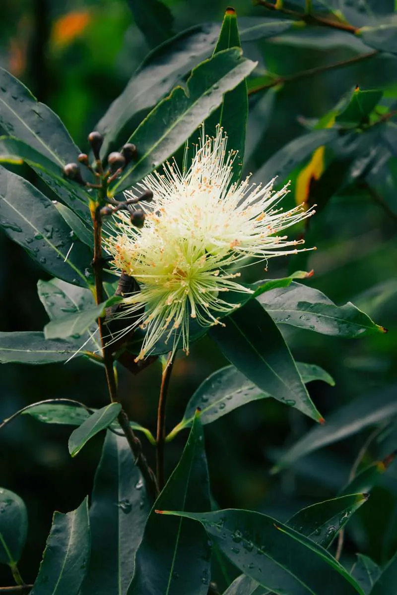A white Gelam (Melaleuca cajuputi) flower among green leaves