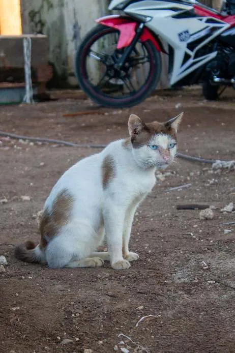 A white and brown cat sitting at the shipyard, a motorbike behind