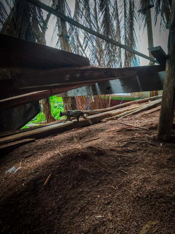 A lizard among the timber under the boat's ribs