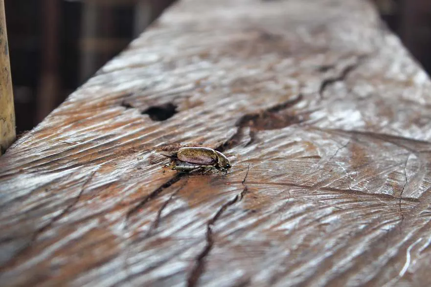 Close-up of an insect on a weathered wooden plank