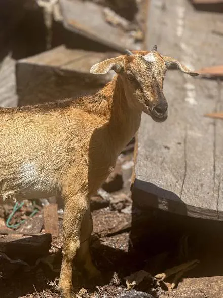 A goat standing among timber at the shipyard