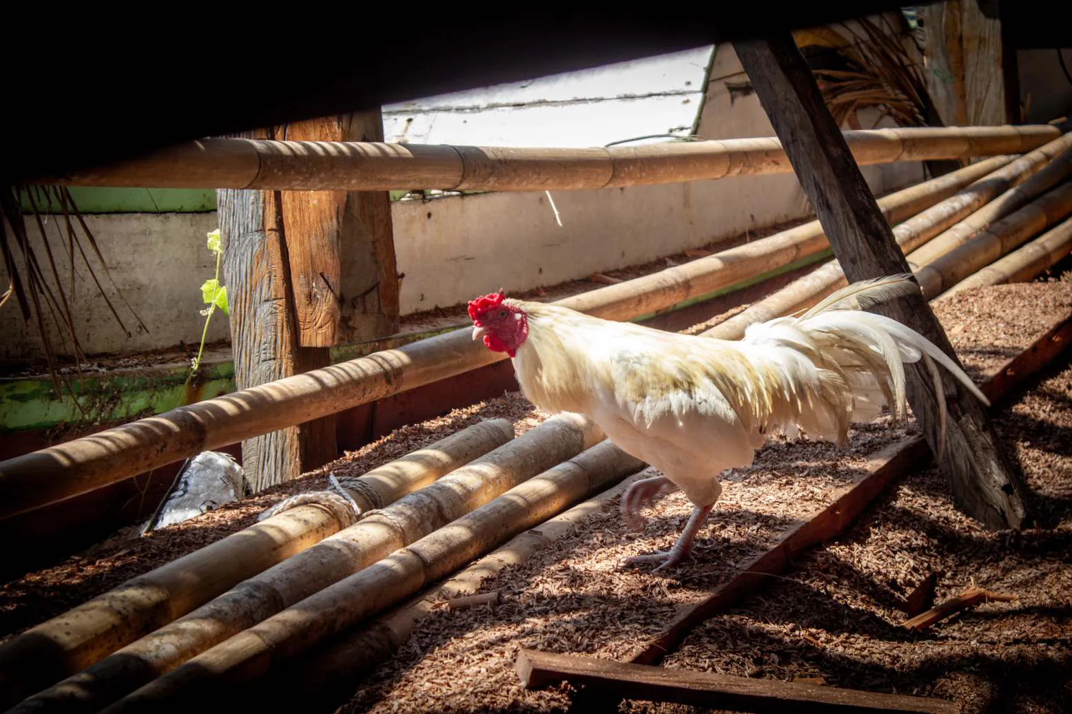 A white rooster walking over bamboo poles in the shipyard