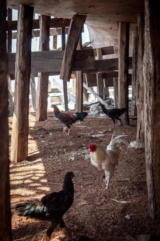 Chickens and a rooster under the hull's wooden supports