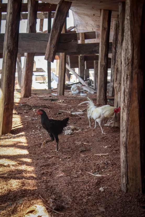 Chickens wandering between the wooden supports under the hull