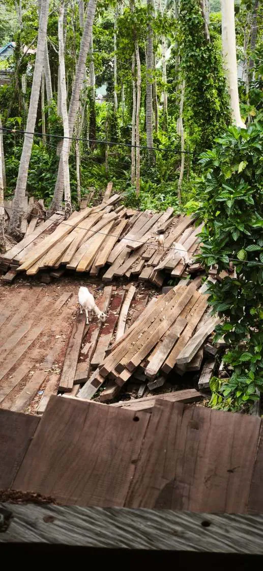 A goat among piles of timber planks under palm trees