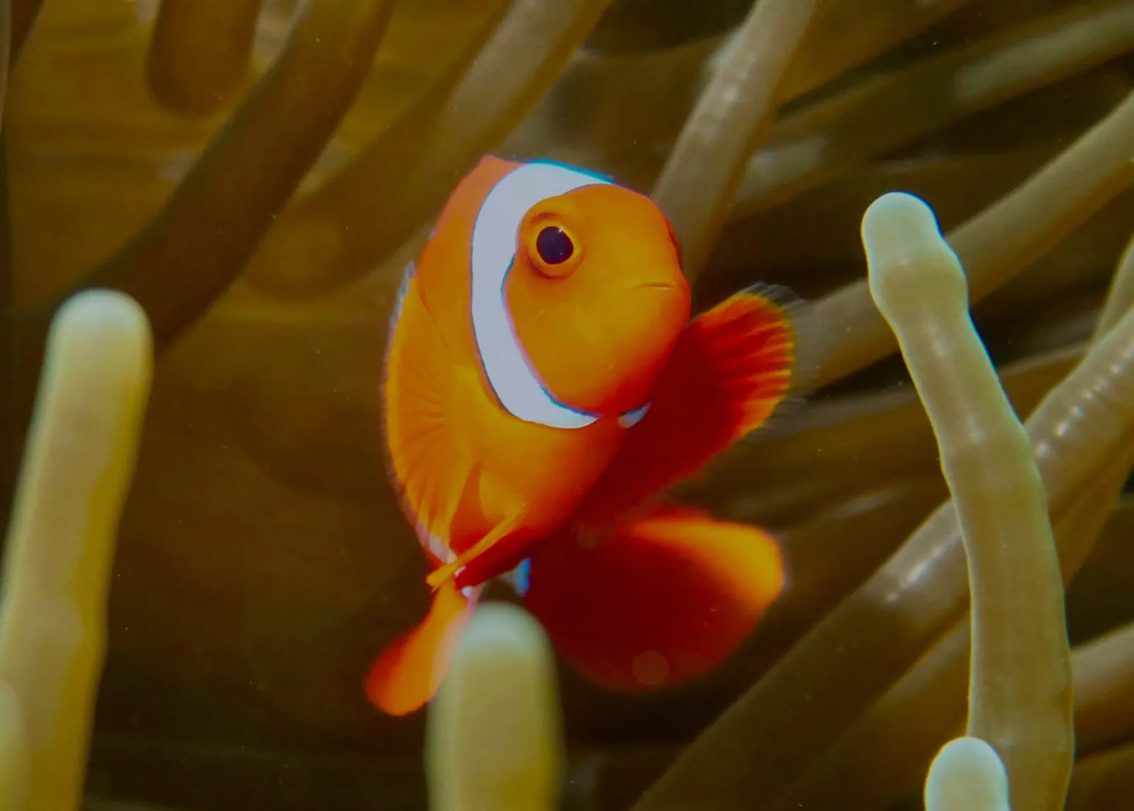 A clownfish among anemone tentacles