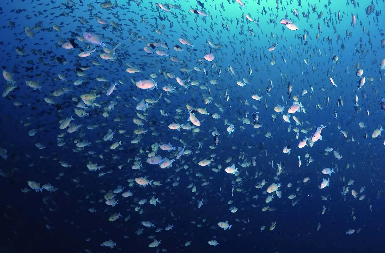A large school of fish in deep blue water