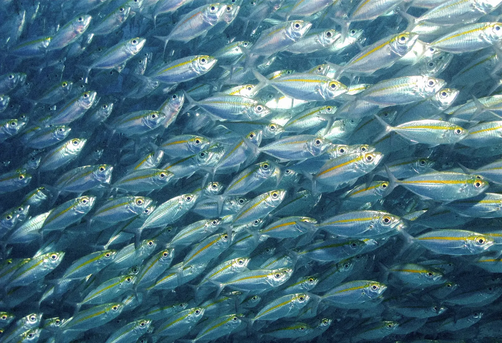 A dense school of fish in blue water.