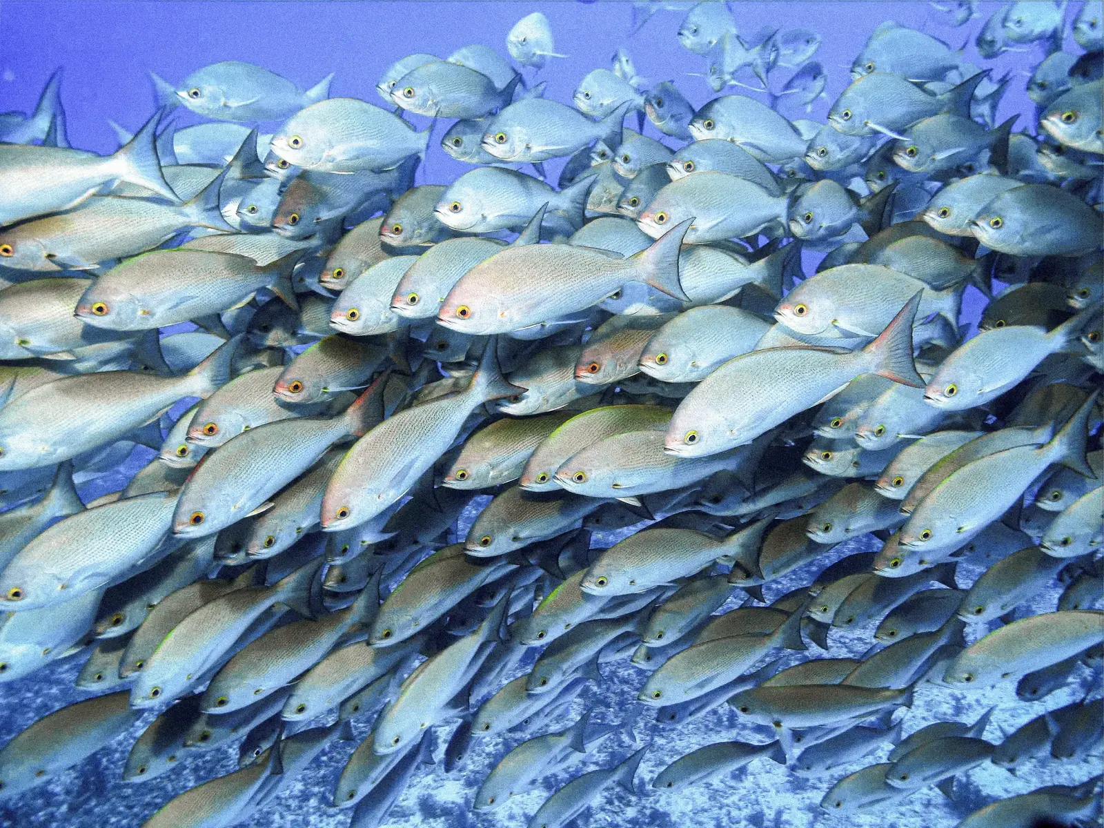 A school of fish in Raja Ampat.