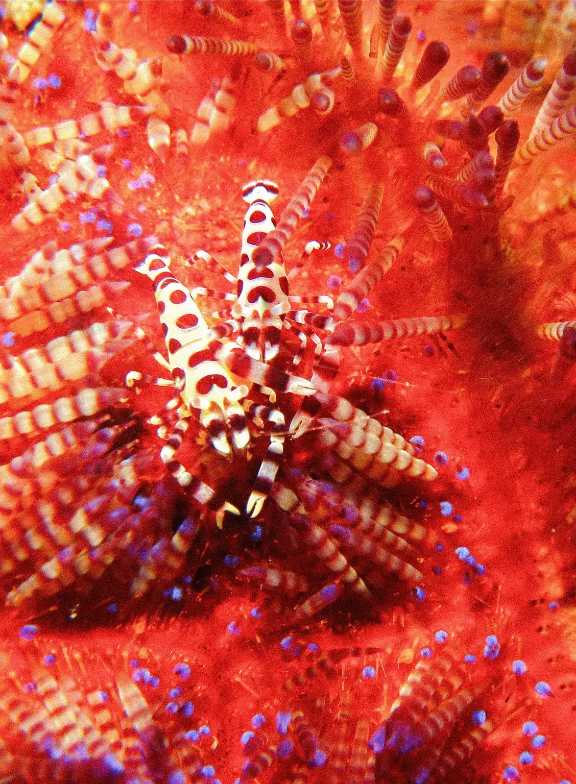 A Coleman shrimp on a red fire urchin.