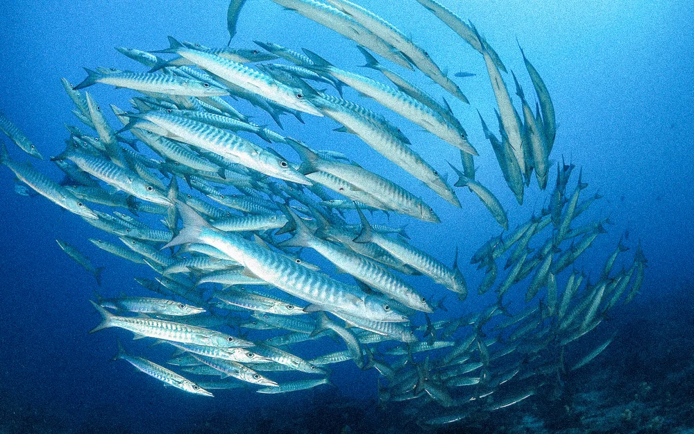 A school of barracuda in blue water.