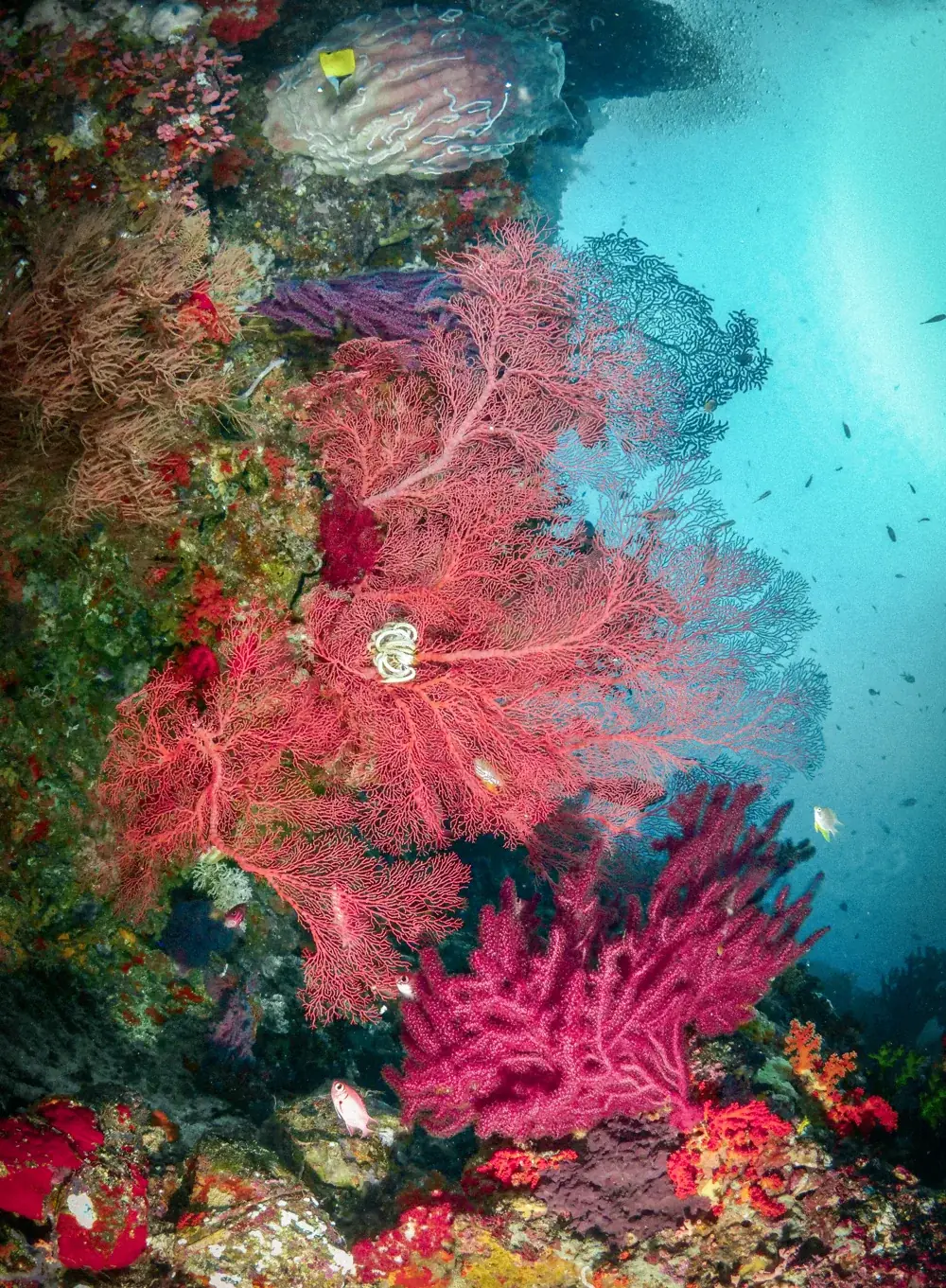 Red sea fans and soft coral on a reef wall.