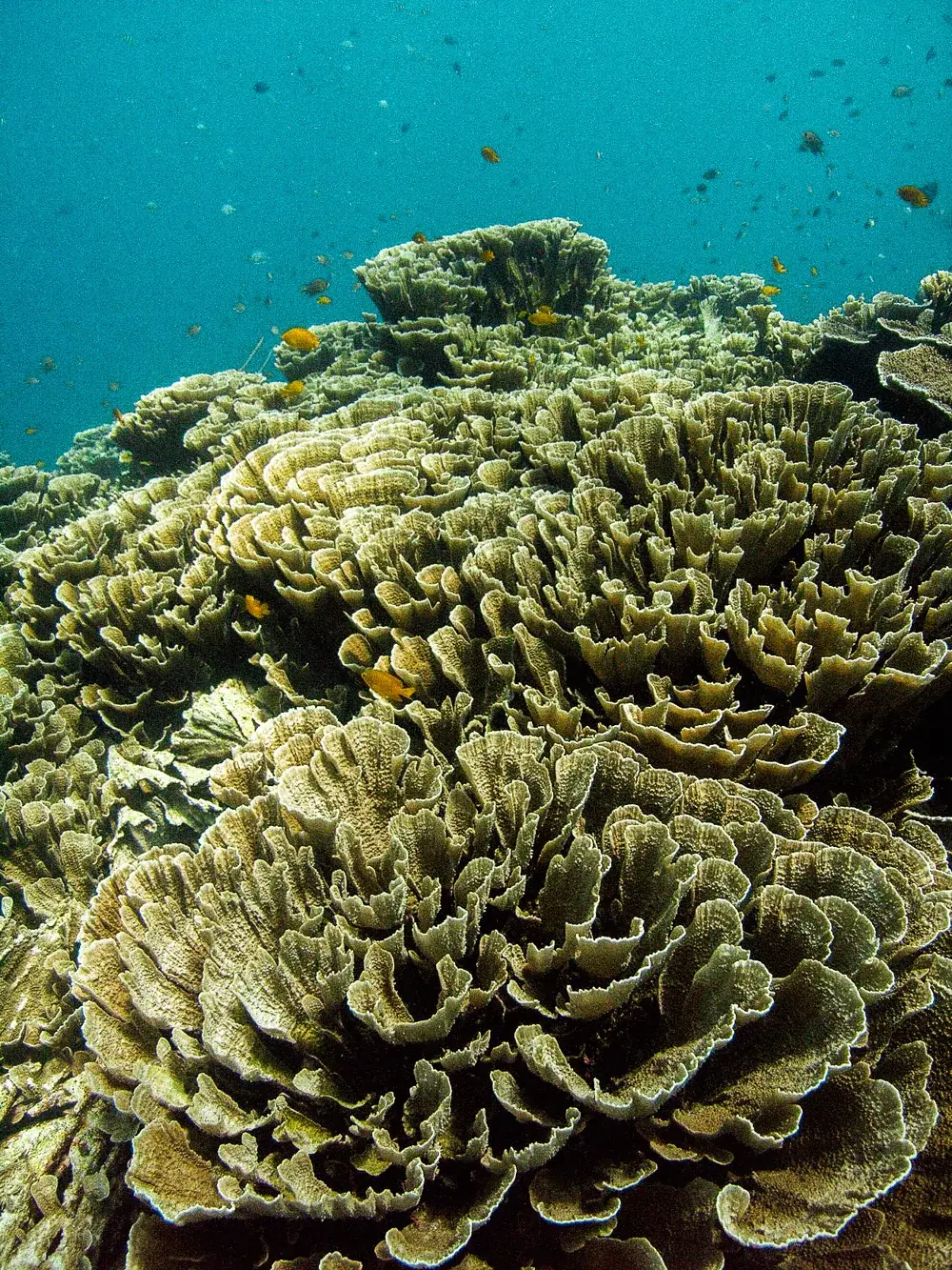 Lettuce coral on a shallow reef.