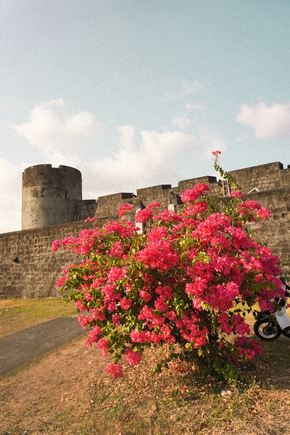 A fortress wall behind a bougainvillea in bloom.