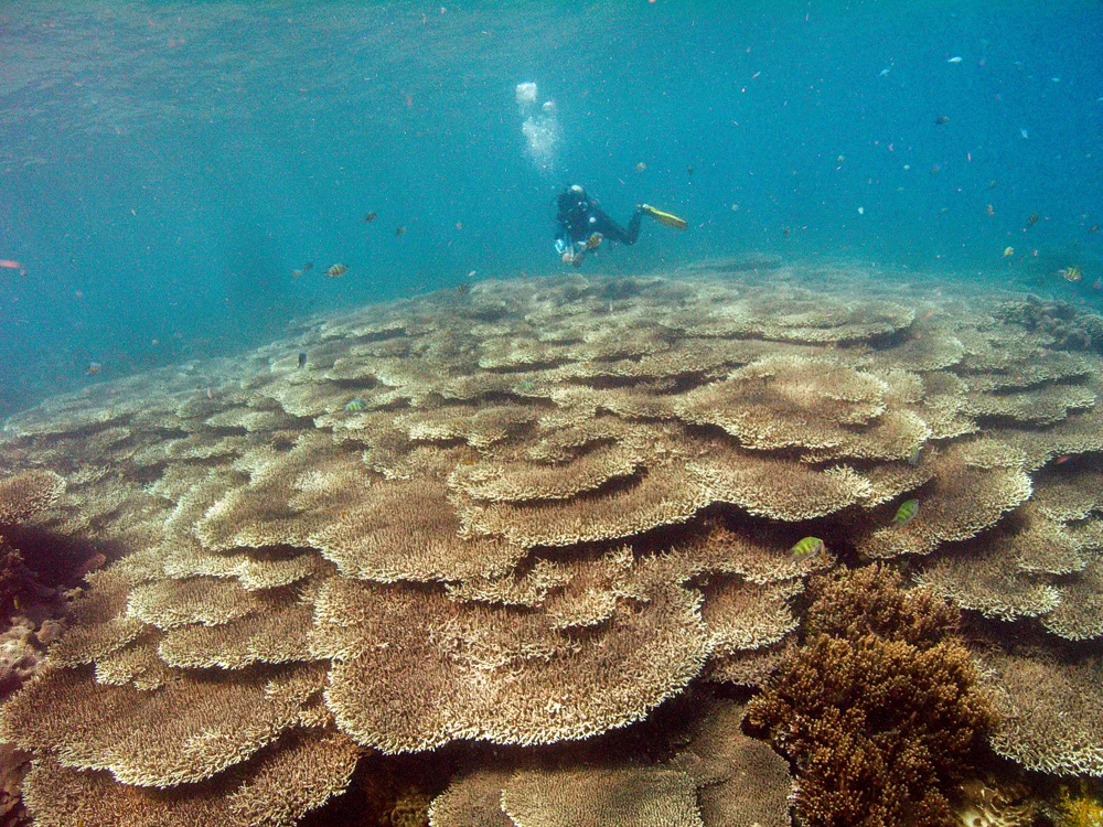 A diver above a field of table coral.