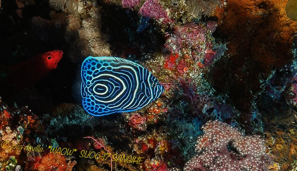 An emperor angelfish over a colourful reef.