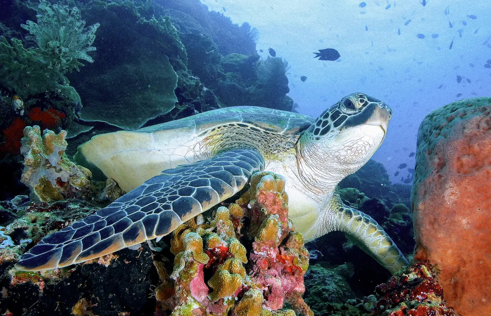 A green sea turtle resting on a coral reef.