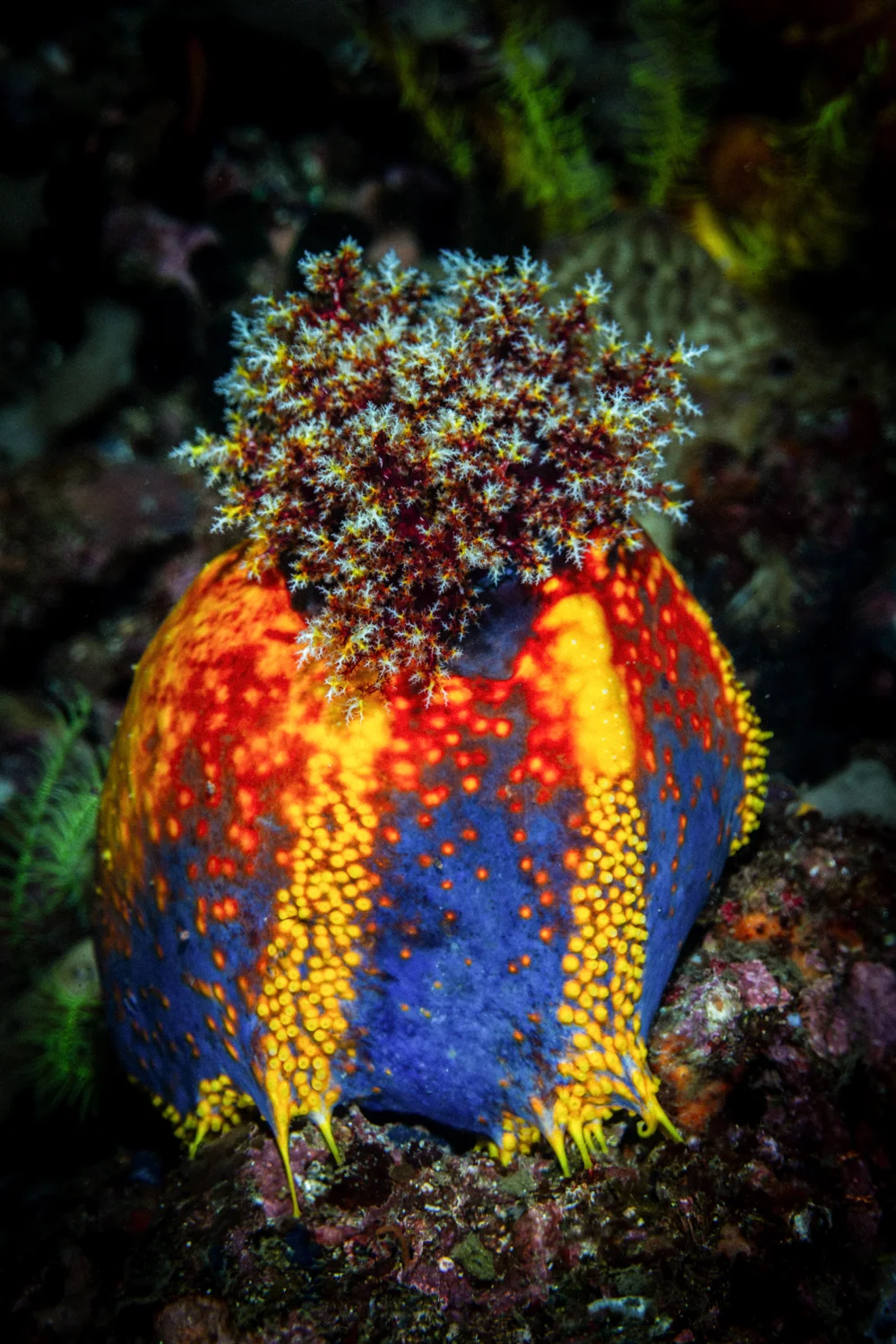 A colourful sea apple with yellow tentacles.