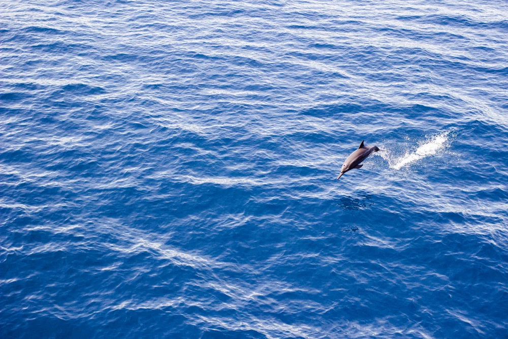A dolphin surfacing in open blue sea.