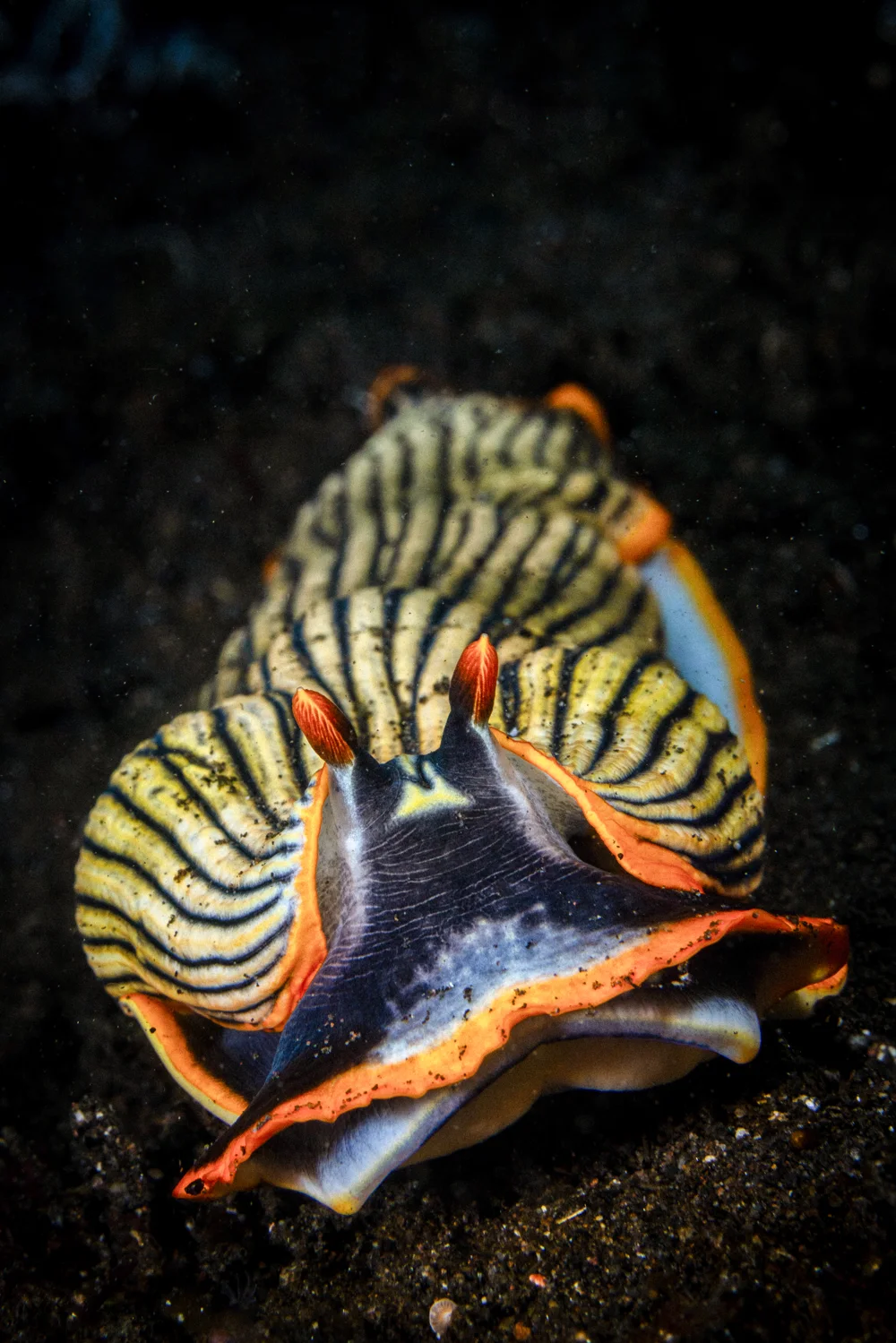 A striped nudibranch on black volcanic sand.