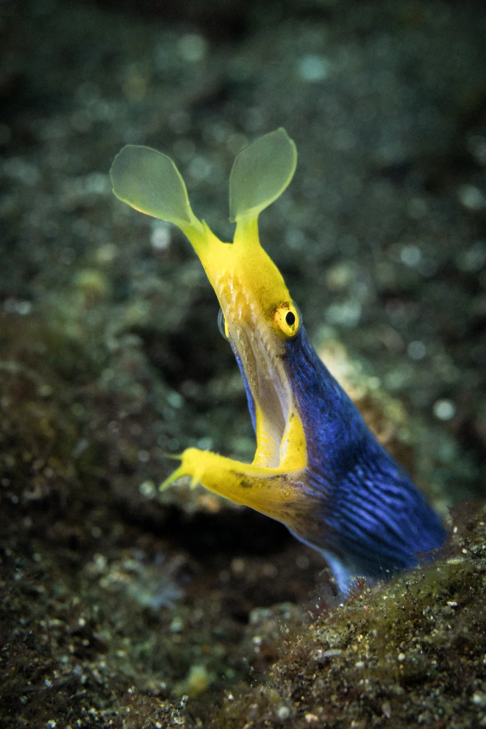A blue ribbon eel with a yellow face.